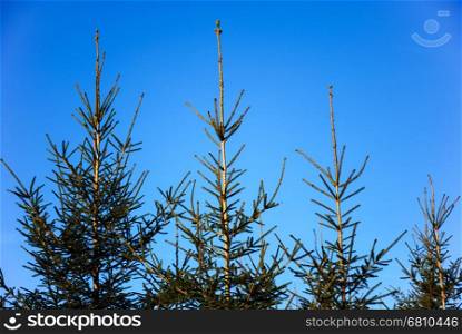 Growing young spruce tree tops at a clear blue sky