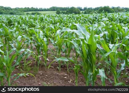 grown corn stalks agricultural, field of cultivated corn. field of cultivated corn, grown corn stalks agricultural