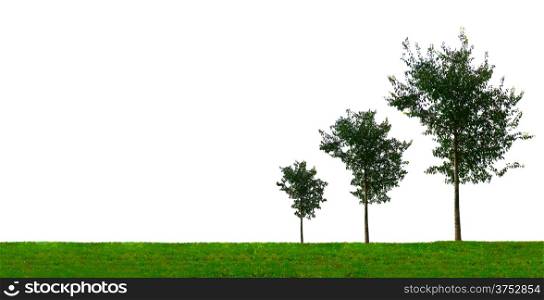 Growth and business investment concept with three growing trees of different size forming a graph diagram. On white background.