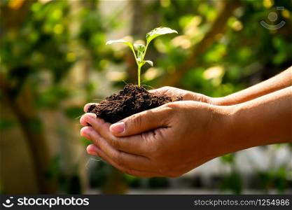 growth concept , hands are planting the seedlings into the soil