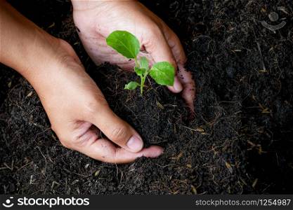 growth concept , hands are planting the seedlings into the soil