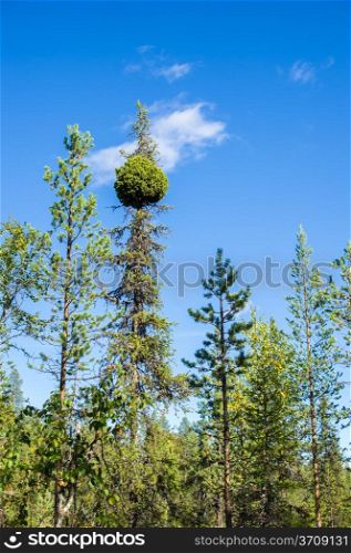 Growth failure on the top of the spruce, ball outgrowth