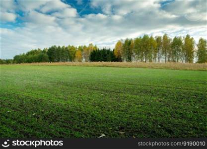 Growth of green grain in the field, trees and clouds on the sky, October day