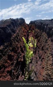 Growth of plants in dried lava cracks, Kalapana, Big Island, Hawaii Islands, USA