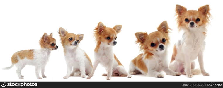 growth of purebred chihuahua in front of white background between three month and one year