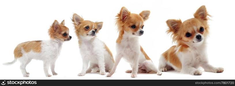 growth of purebred chihuahua in front of white background between three month and one year