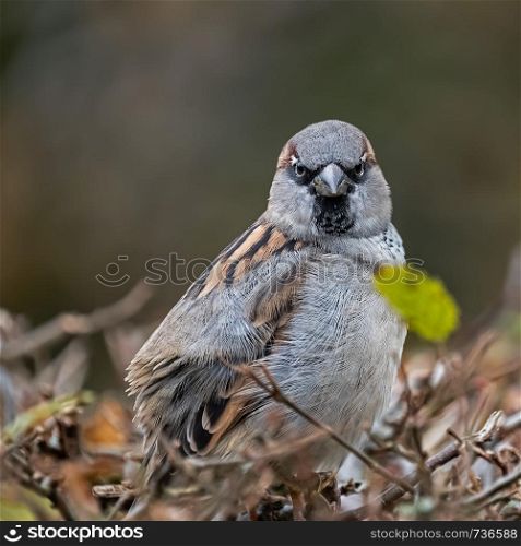 grumpy looking sparrow