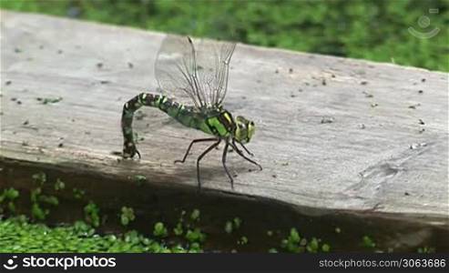 Grun/schwarze Libelle sitzt auf einem Holzbrett in einen Teich/Gewasser voll mit grunen kleinen Blattchen, angelt mit ihrem Schwanz im Teich nach den Blattchen und fliegt dann weg.