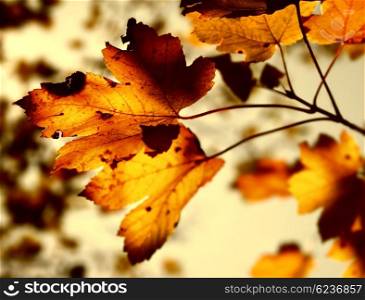 Grunge autumn dark background with dry maple leaves