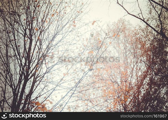 Grunge fall tree branches, natural autumn background.