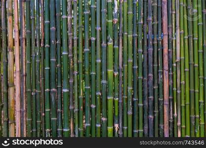 Grunge green bamboo fence,texture background.
