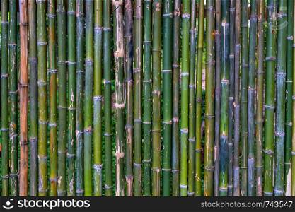 Grunge green bamboo fence,texture background.