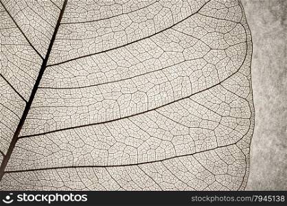 grunge macro of a delicate leaf cell structure