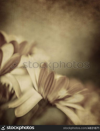 Grunge photo of daisy flowers, old grungy image of tender chamomile, abstract floral background, dreamy nature