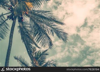 Grunge style photo of a palm tree over cloudy sky background, overcast weather on the tropical island, summer vacation on exotic resort