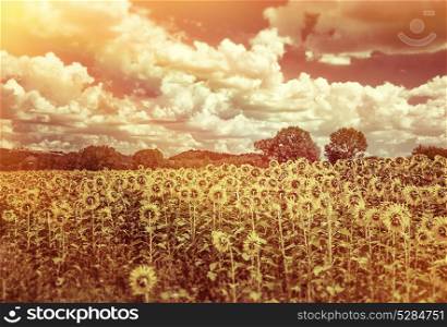 Grunge style photo of beautiful sunflowers field in sunset light, agricultural landscape, big yellow flowers, beauty of autumn nature