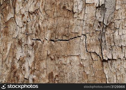 Grunge texture of cracked wood