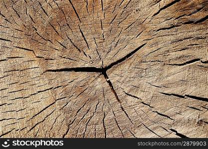 Grunge texture of the old stump