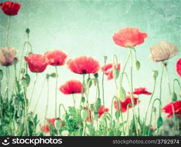 Grunge texture with floral background in vintage style for greeting card. Wild poppy flowers on summer meadow