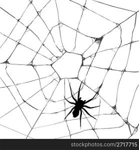 Grunge web spider over white background