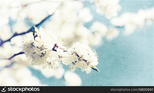 Grungy floral backgrounds with old paper texture