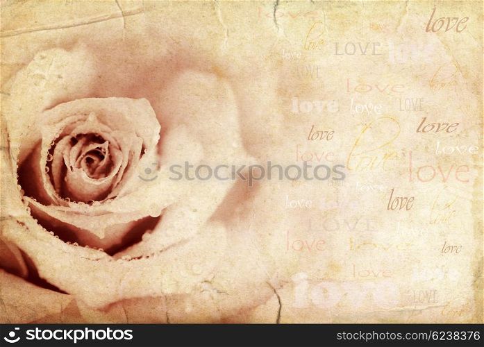 Grungy rose background, holiday festive card with love text