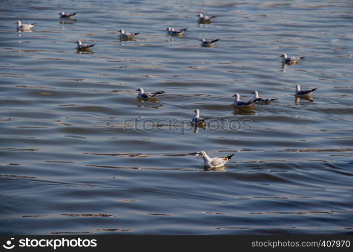 Gruop of seagulls swim calmly on the sea surface