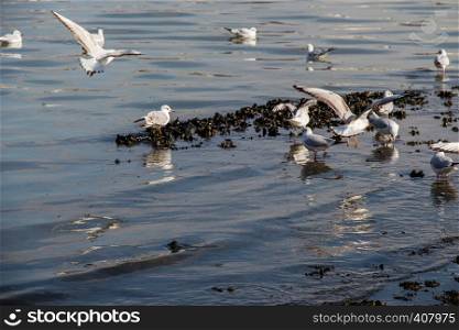 Gruop of seagulls swim calmly on the sea surface
