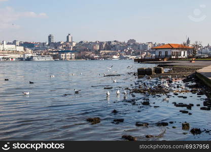 Gruop of seagulls swim calmly on the sea surface