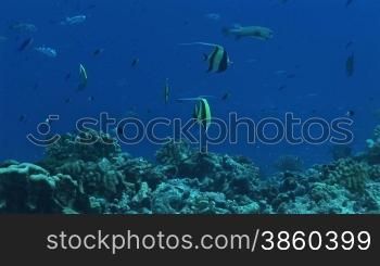 Gruppe von Moorish idols, Halfterfischen (Zanclus cornutus), am Korallenriff.