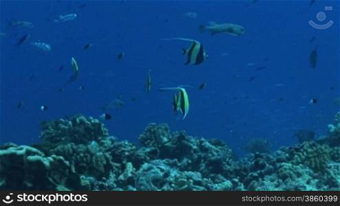 Gruppe von Moorish idols, Halfterfischen (Zanclus cornutus), am Korallenriff.