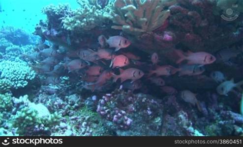 Gruppe von Soldatenfischen (Myripristis jacobus), soldierfish am Korallenriff.
