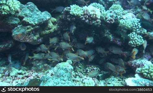 Gruppe von Soldatenfischen (Myripristis jacobus), soldierfish am Korallenriff.