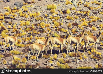 Guanaco (Lama Guanicoe) in Patagonia