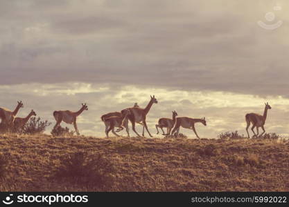 Guanaco (Lama Guanicoe) in Patagonia