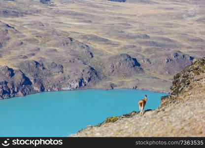 Guanaco (Lama Guanicoe) in Patagonia