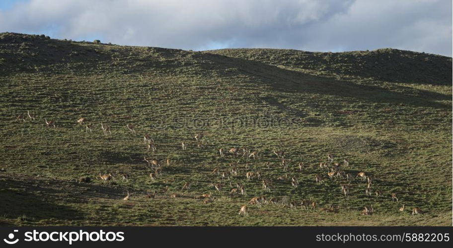 Guanacos (Lama guanicoe) grazing in a field, Torres Del Paine National Park, Patagonia, Chile