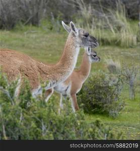 Guanacos (Lama guanicoe) in field, Torres del Paine National Park, Patagonia, Chile