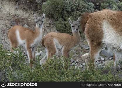 Guanacos (Lama guanicoe) in field, Torres del Paine National Park, Patagonia, Chile