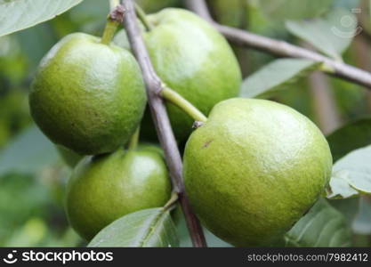 Guava