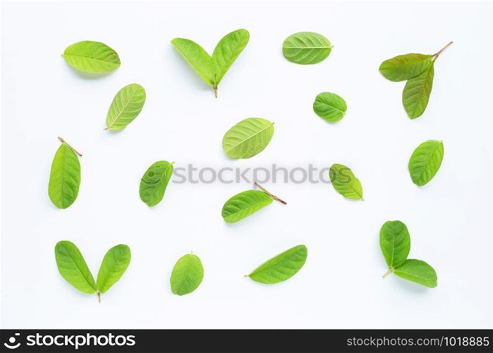 Guava leaves on white background. Top view