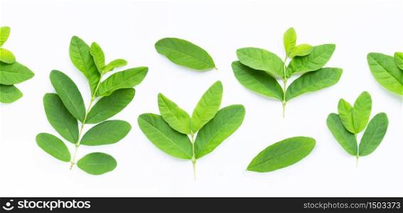 Guava leaves on white background. Top view