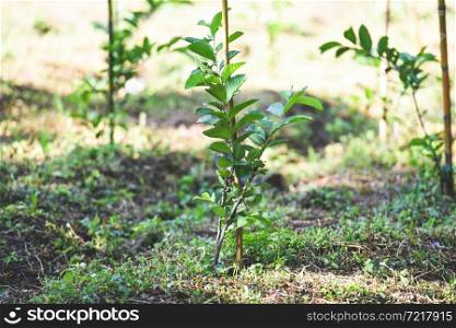 Guava tree tropical plant guava plantation green fields nature agricultural farm plant tree orchard
