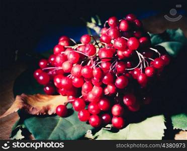 guelder rose berries on the wooden table, dark background