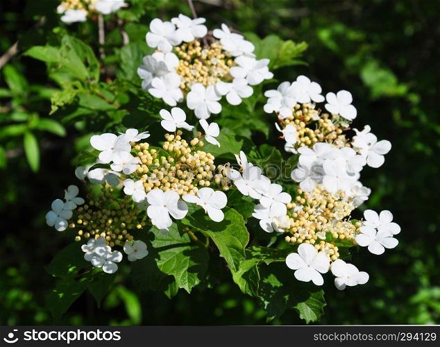 Guelder rose (Viburnum opulus)