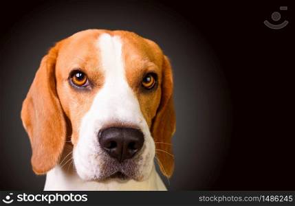 Guilty looking beagle dog isolated on black background. Studio shoot. Copy space on right.. Guilty looking beagle dog isolated on black background. Studio shoot. Copy space on right