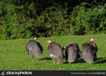 Guinea fowl