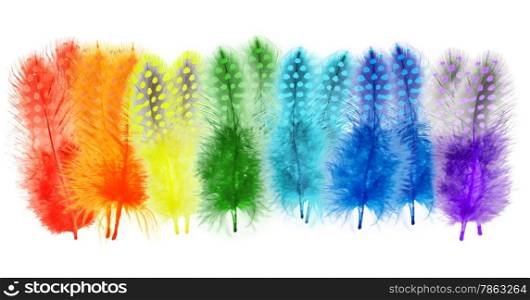 Guinea fowl feathers are painted in bright colors of a rainbow isolated on white background. collage