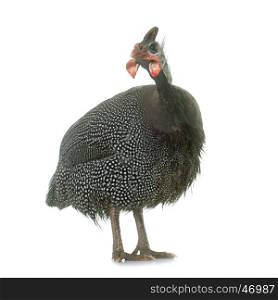 guinea fowl in front of white background