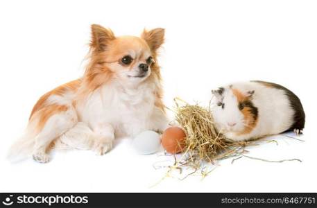 guinea pig and chihuahua in front of white background